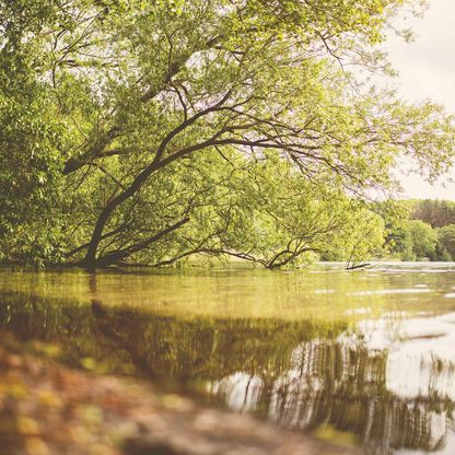 See mit viel Natur und Bäumen im Hintergrund