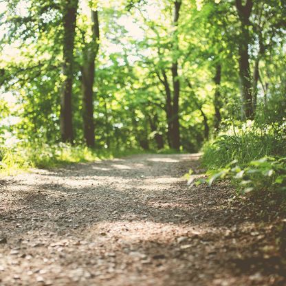 Ein heller, breiter Waldweg lädt in Malente zum Wandern ein. 