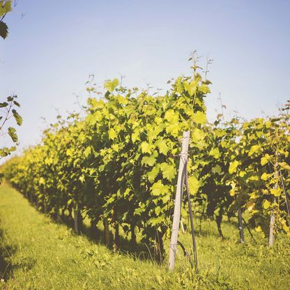 Weinreben auf einem Weingut