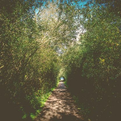 Dicht bewachsener Wanderweg in Malente