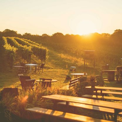 Sonnenuntergang über den Weinbergen