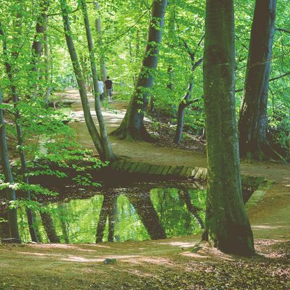 Die Spiegelteiche in Malente liegen im Waldstück Holm. 